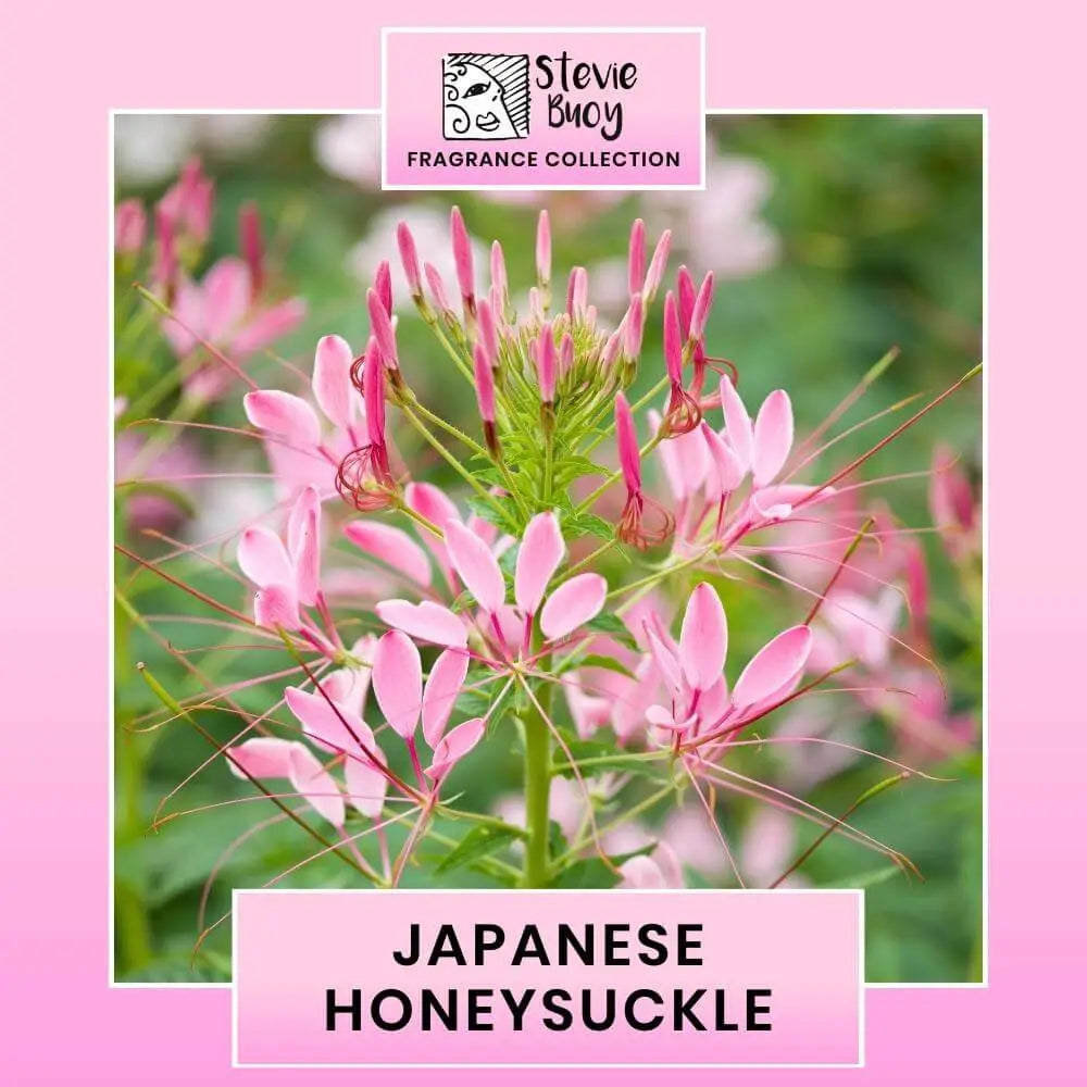 Japanese Honeysuckle Fragrance Stevie Buoy Australia